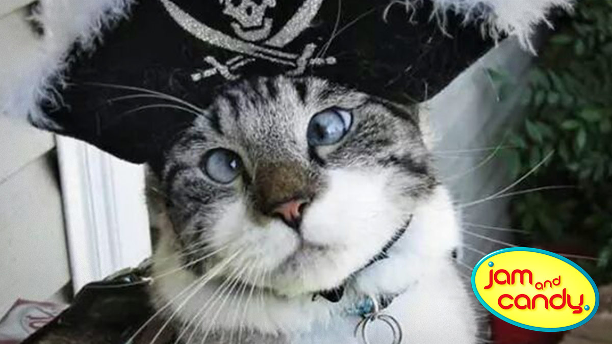 Косой котик